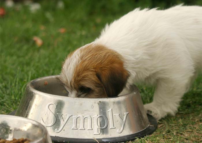 Alimentando tu perro – Symply